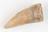 Bargain, Real Spinosaurus Tooth - Worn Enamel #201034-1